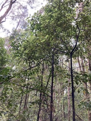 Atherosperma moschatum