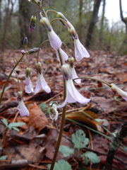 Cardamine angustata