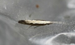 Plutella xylostella-australiana