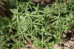 Eryngium foetidum