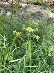 Lomatium triternatum