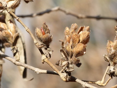 Strobilanthes callosa