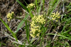 Lomatium triternatum