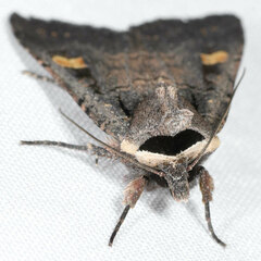 Adelphagrotis indeterminata