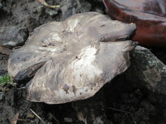Agaricomycetes