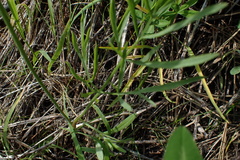 Lomatium triternatum