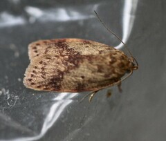 Oligoloba severa