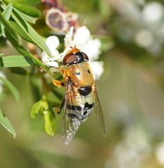 Austalis pulchella