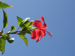 Hibiscus × archeri