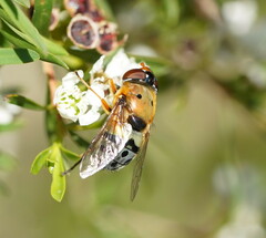 Austalis pulchella