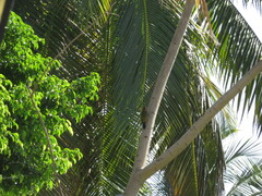Melanerpes striatus