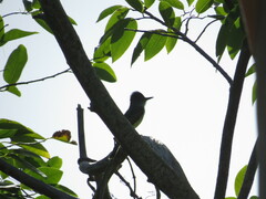 Myiarchus stolidus
