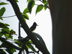 Myiarchus stolidus