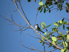 Myiarchus stolidus