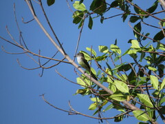 Myiarchus stolidus