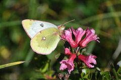 Colias phicomone