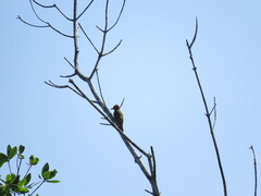 Melanerpes striatus
