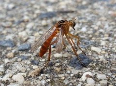Diogmites neoternatus