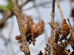 Strobilanthes callosa