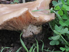 Clitocybe brunneocephala