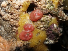 Dendrodoa grossularia