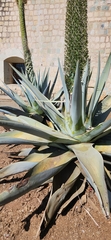 Agave