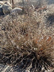 Scutellaria suffrutescens