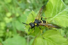 Tenthredo marginella