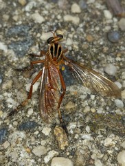 Diogmites neoternatus