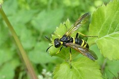 Tenthredo marginella