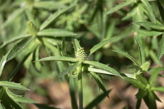 Eryngium foetidum