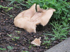 Clitocybe brunneocephala