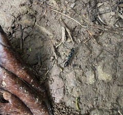 Neoponera aenescens