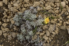 Senecio argyreus