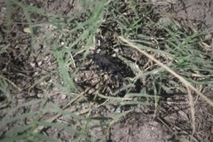 Centruroides caribbeanus