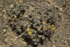 Senecio argyreus