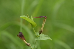 Aristolochia rotunda