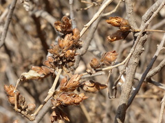 Strobilanthes callosa