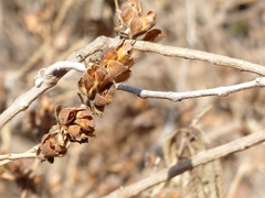 Strobilanthes callosa
