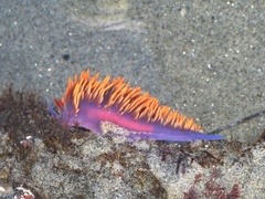 Flabellinopsis iodinea