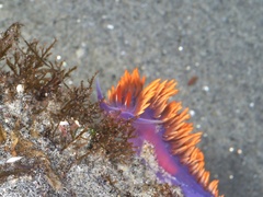 Flabellinopsis iodinea