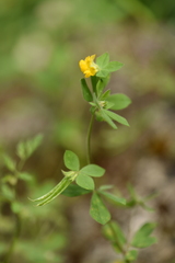 Lotus ornithopodioides