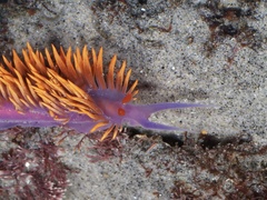 Flabellinopsis iodinea