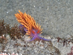 Flabellinopsis iodinea