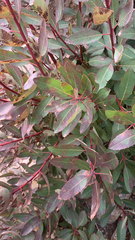 Arbutus