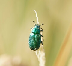 Diphucephala