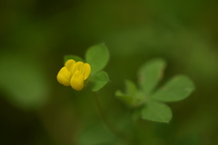 Lotus ornithopodioides
