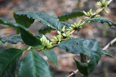 Coffea arabica