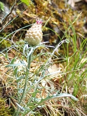 Leuzea conifera