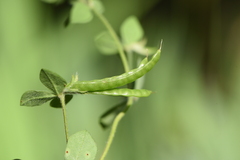 Lotus ornithopodioides